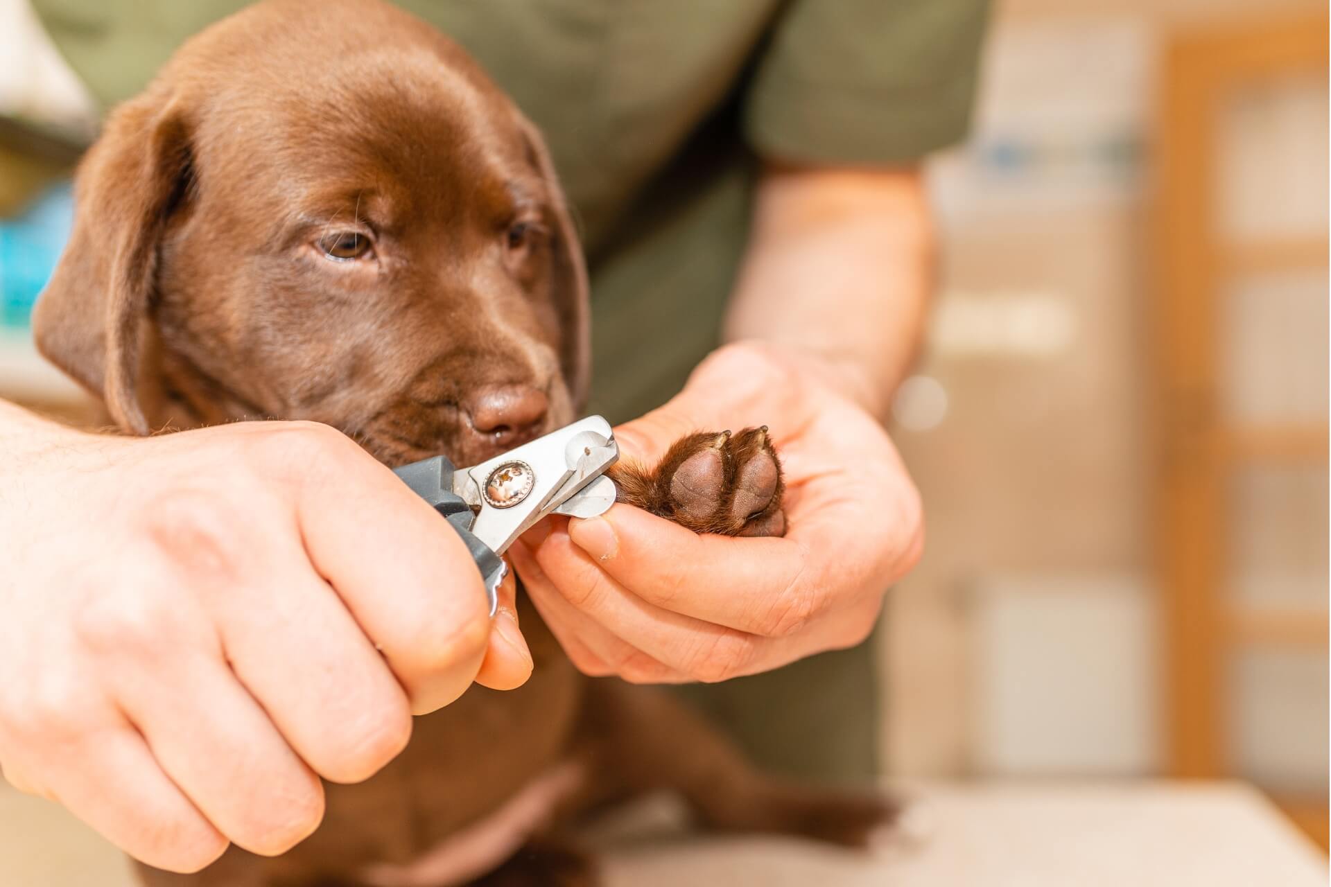 Norra stockholms Hundcenter kloklippning